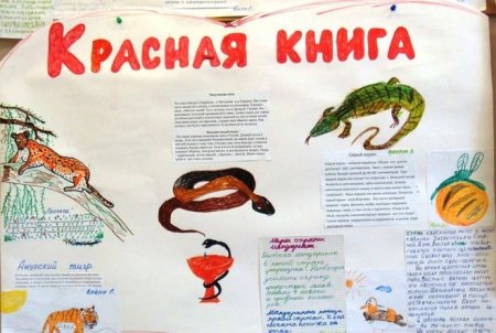 Журнал про домашних животных