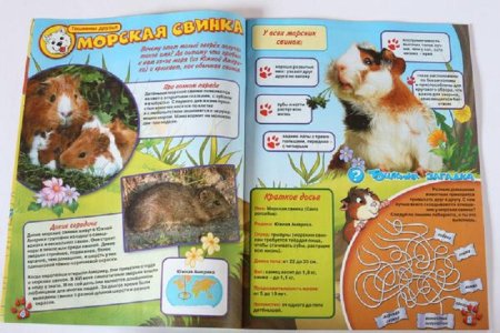 Графический дизайн журналов и книг