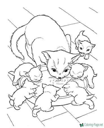 Раскраска кот и кошка