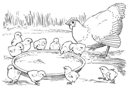 Домашние птицы. Раскраска