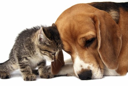 Помощь бездомным животным