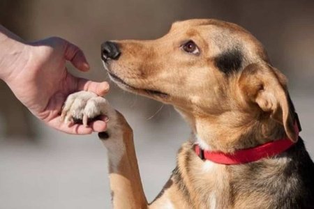 Помощь животным