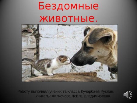 Бездомные животные презентация