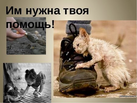 Помоги бездомным животным