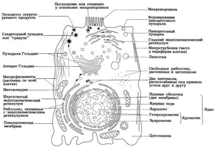 Органоиды клетки схема строения