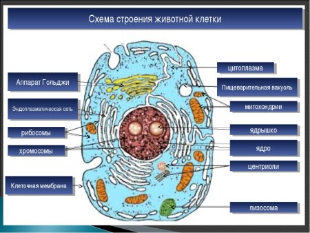 Строение клетки мембрана цитоплазма эндоплазматическая сеть