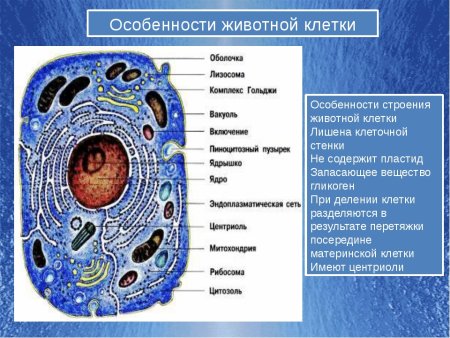 Строение органоидов клетки животных