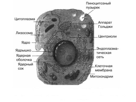 Схема строения клетки по данным электронного микроскопа