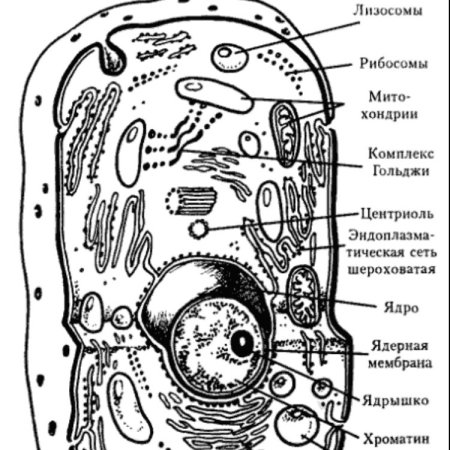 Схема строения клетки органоиды клетки