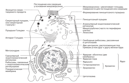 Строение эукариотической клетки рисунок ЕГЭ