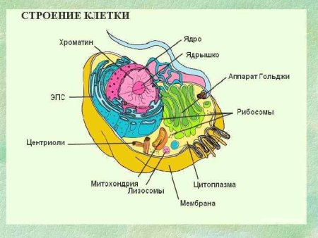 Строение органелл животной клетки