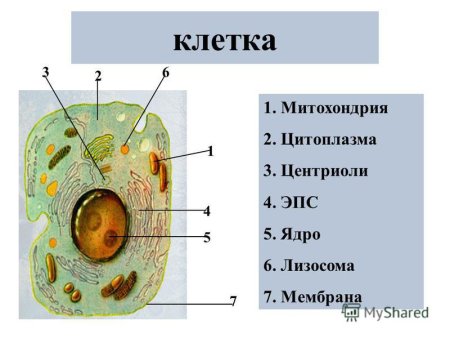 Цитоплазма центриоли