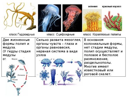 Гидра Кишечнополостные медуза