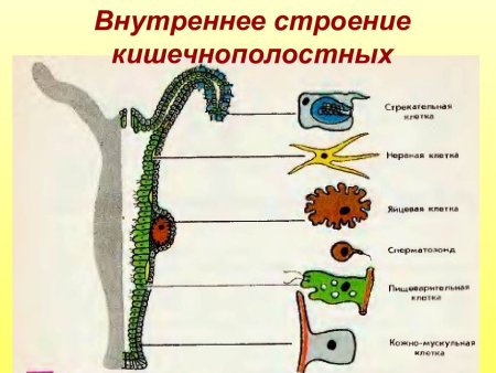 Схема строения клеток кишечнополостных