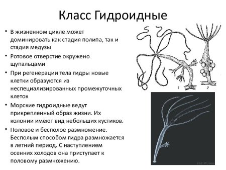 Схема Тип Кишечнополостные 7 класс