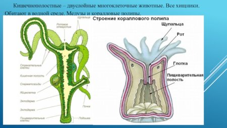 Тип Кишечнополостные строение 7 класс биология