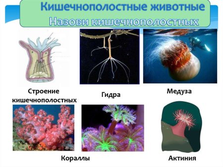 Кишечнополостные черви