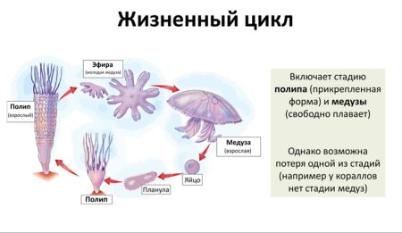 Строение сцифоидных медуз 7 класс биология