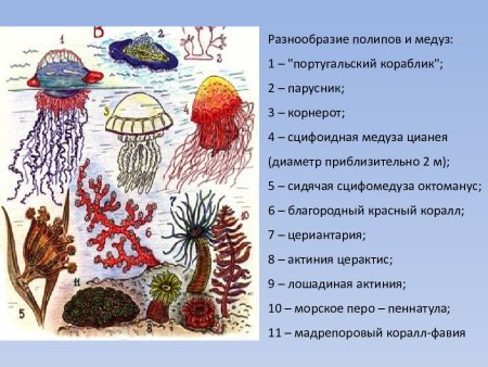 Кораллы полипы Кишечнополостные