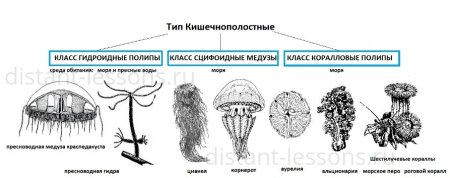 Кишечнополостные черви классификация