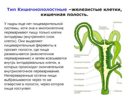 Строение гидры Кишечнополостные