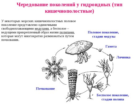 Жизненный цикл сцифоидных медуз 7 класс биология