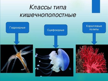 Представители гидроидных кишечнополостных