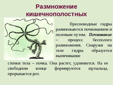 Размножение кишечнополостных 7 класс