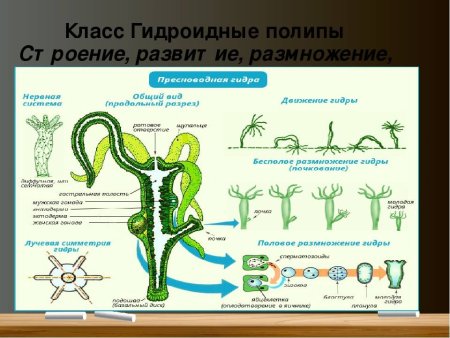 Гидра биология строение