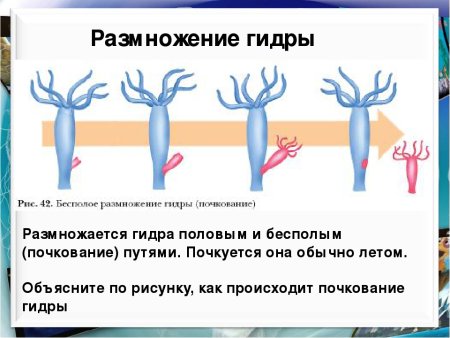 Размножение кишечнополостных 7 класс