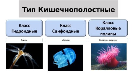 Классификация кишечнополостных биология 7 класс