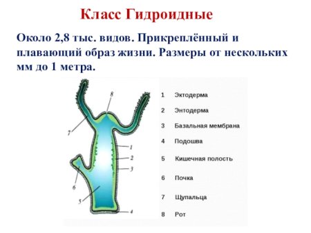 Строение гидроидных кишечнополостных таблица