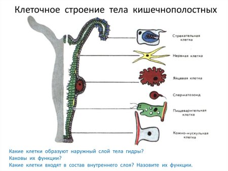 Гидроидные медузы и полипы