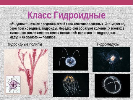 Представители класса Сцифоидные типа Кишечнополостные