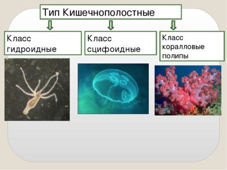 Строение кишечнополостных 7 класс биология
