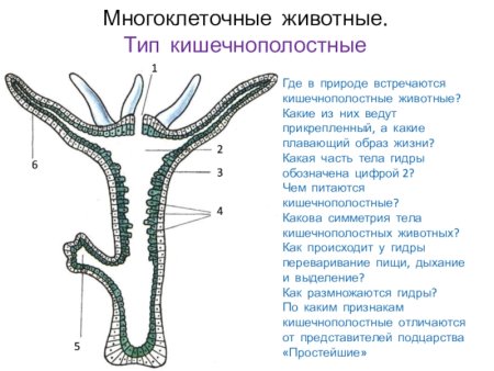 Общая характеристика кишечнополостных