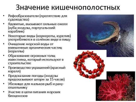 Внутреннее строение гидры пресноводной