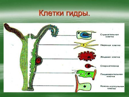 Пресноводная гидра размножается почкованием