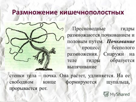 Кишечнополостные гидра размножение