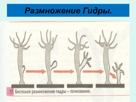 Тип Кишечнополостные строение 7 класс биология