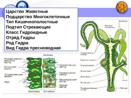 Жизненный цикл ГИДРОИДА обелии