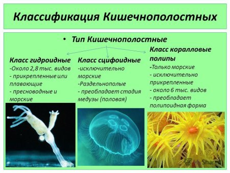 Схема строения пресноводной гидры