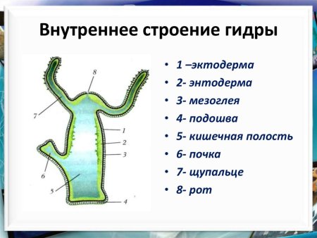 Гидра строение и функции