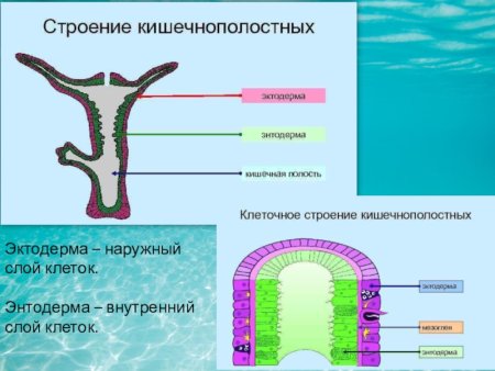 Ментальные карты Тип кишечнополостных