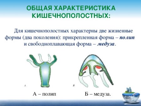 Полип гидра размножение