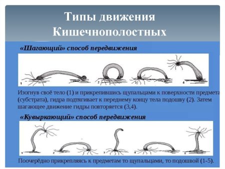 Гидра Пресноводная строение