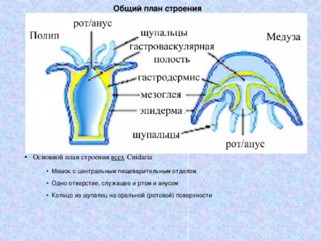 Гидра обыкновенная строение