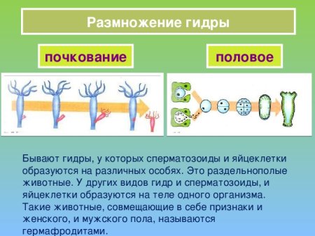 Жизненный цикл сцифоидных медуз