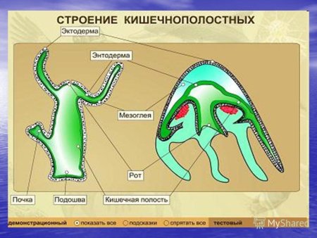Гидра стебельчатая Тип питания