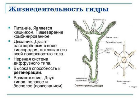 Жизненные формы кишечнополостных полип и медуза